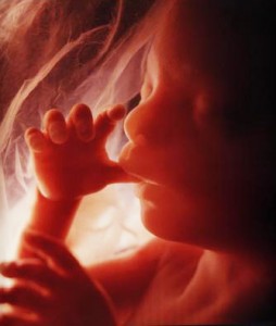 Как воспринимает мир малыш в утробе матери?